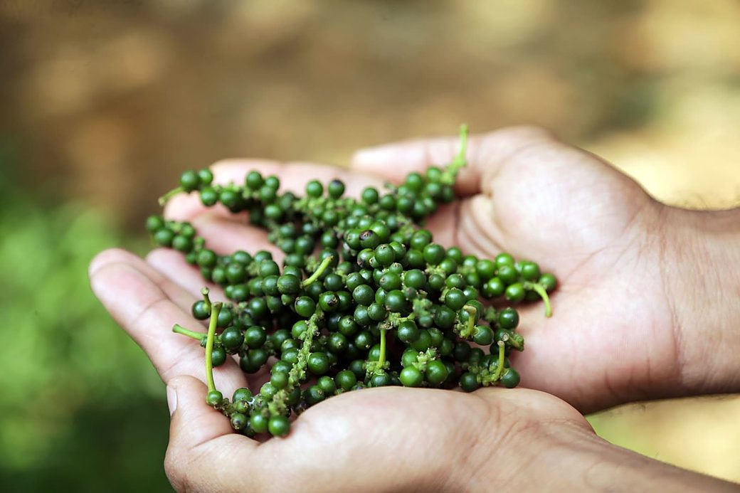 Fresh spices on a Zanzibar spice farm tour