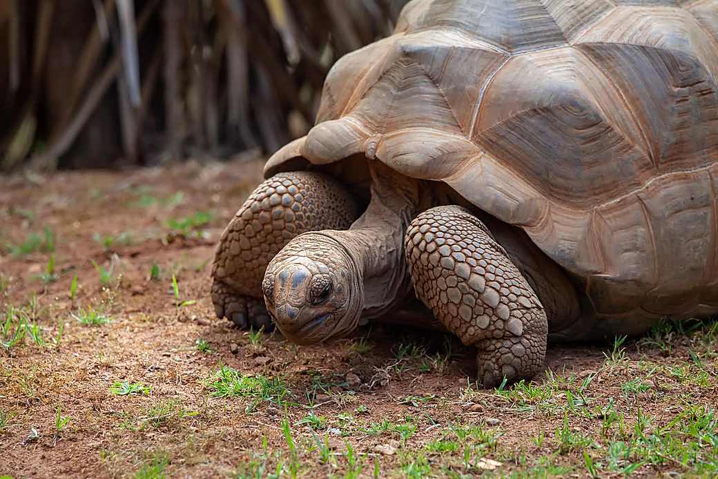 Giant Aldabra tortoise on Prison Island