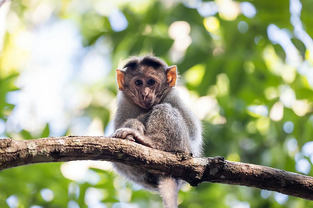Red colobus monkey in Jozani Forest